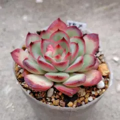 2026年最新】メキシコポルデンシスの人気アイテム - メルカリ