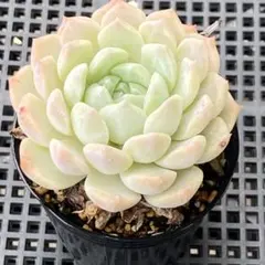 【送料込み】エケべリア韓国苗　名無し01　多肉植物　ポコ多肉