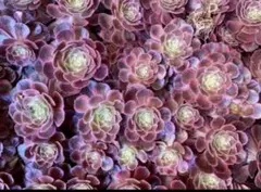 2026年最新】観葉植物 アエオニウムの人気アイテム - メルカリ