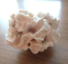 天然白化珊瑚