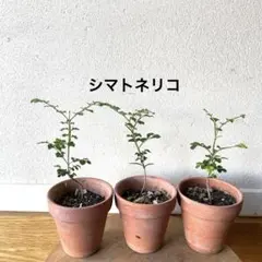 シマトネリコ＊苗高27センチ＊2株抜き苗発送＊シンボルツリーに