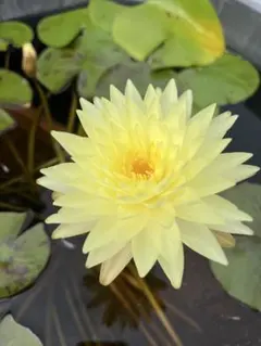 2026年最新】睡蓮苗の人気アイテム - メルカリ