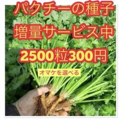 パクチーの種【2000粒】⭕️非遺伝子組み換えの種 - メルカリ