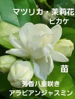 Klose様 リクエスト 2点 まとめ商品