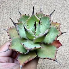 Lj_plants】Z173多肉植物 アガベ 藍天使 - メルカリ