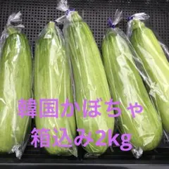 韓国カボチャ 애호박 カボッキー エホバク 農薬不使用 無農薬栽培