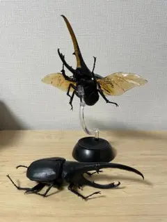 2種セット　ヘラクレス・リッキー　いきもの大図鑑かぶとむし02　昆虫　生き物