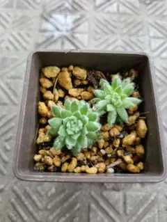 多肉植物 センペルビウム パシフィックテディNo.28【桃】 - メルカリ