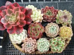 【限定超得Sale】品種いろいろセット⑦★抜き苗★エケベリア★多肉植物★寄せ植え