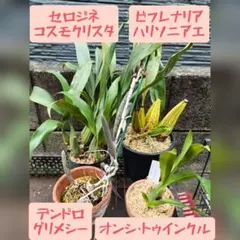 洋蘭セットのサムネイル