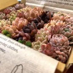 多肉植物⭐︎寄せ植えセット①⭐︎