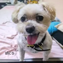 静ちゃん様　参考写真