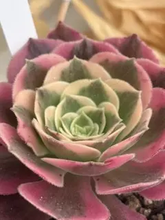 多肉植物 エンシノ 抜き苗 - メルカリ