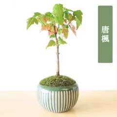POTOCO 唐楓 カエデ 通天楓 観葉植物 陶器鉢 盆栽 小品盆栽 苔玉