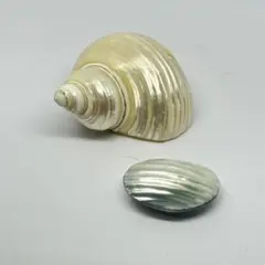 2026年最新】夜光貝 貝殻の人気アイテム - メルカリ