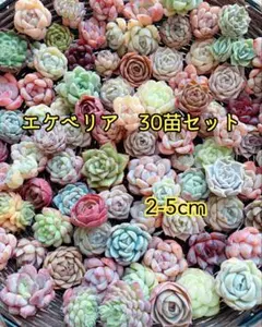 エケベリアセット　30苗　多肉植物　カット苗　寄せ植えに