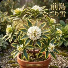 2026年最新】沈丁花 前島の人気アイテム - メルカリ