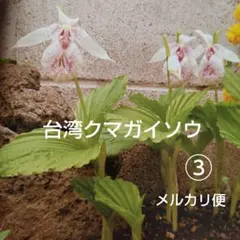 2026年最新】クマガイソウ 苗の人気アイテム - メルカリ
