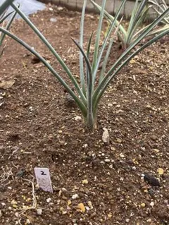 ユッカ ブレビフォリア　(Yucca brevifolia) 2のサムネイル