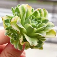 39#多肉植物アエオニウム錦❤️グリ一ンファイア一錦❤️碧火❤5頭18cm