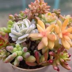 ゆきみな様 リクエスト 2点 まとめ商品