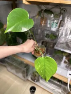 みほ⭐️未使用品はお値引き不可⭐️ モンステラデリシオーサ の検討 みほ⭐️未使用品はお値引き不可⭐️ モンステラデリシオーサ の検討