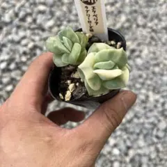 多肉植物 ラブリーローズ錦❗️（白斑）3苗抜き苗で。 | Mercari