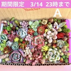 多肉植物　カット苗　詰め合わせ　寄せ植えセット　エケベリア　セダム　箱いっぱいA