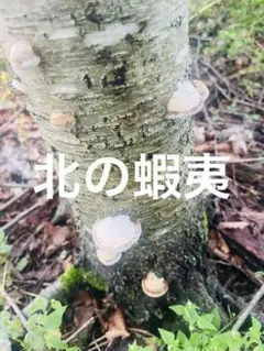 天然 サルノコシカケJapanese Forest Natural Object 天然 サルノコシカケJapanese Forest Natural Object - メルカリ