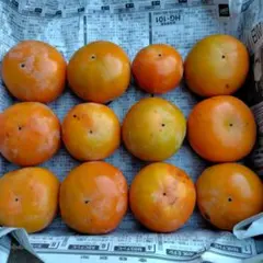 柿 富有柿 箱込み1.4kg 12個 兵庫県産