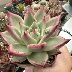新種 毒リンゴxカシオ レア種 発根済み 多肉植物 エケベリア ラスト1