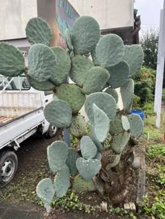 2026年最新】団扇サボテンの人気アイテム - メルカリ