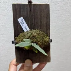 P.Willinckii Jenny spore ビカクシダのサムネイル