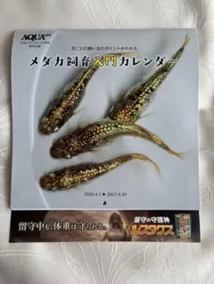 月刊アクアライフ付録 メダカ飼育入門カレンダー