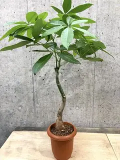 ♪パキラ♪7号鉢直径約21㎝鉢底から葉先まで約100㎝ ♪パキラ♪7号鉢直径約21㎝鉢底から葉先まで約100㎝ - メルカリ