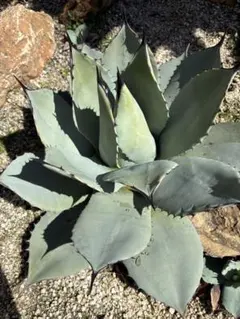 2026年最新】姫吉祥天の人気アイテム - メルカリ