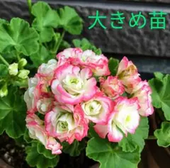 チューリップゼラニウム 苗 エマ - メルカリ