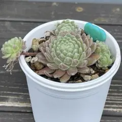多肉植物 センペルビウム パシフィックテディ 6cmポット苗② - メルカリ