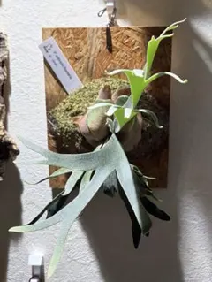 ★P. willinckii ‘Bacteria’ TC株★のサムネイル