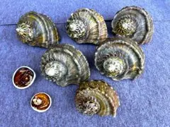 夜行貝・夜光貝 6個まとめ売り サイズ 最大20cm～最小13cm