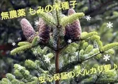 ☘今年ももみの木からの～贈り物♪ 無農薬 もみの木種子30粒に増量♪記念樹にも☘のサムネイル