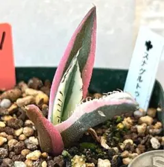 2025年最新】スナグルトゥースの人気アイテム - メルカリ