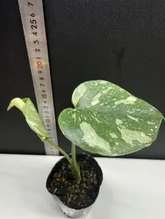 2026年最新】モンステラ クリームブリュレの人気アイテム - メルカリ