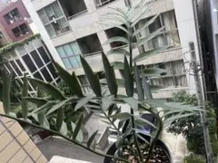 【南ア産】輸入8年ホリダスEncephalartos horridusのサムネイル