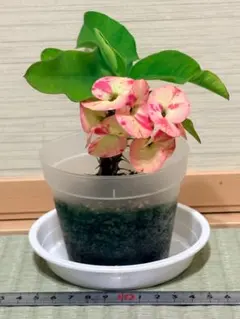 ハナキリン 八福 八福神のサムネイル