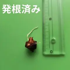 アロカシア セデニー （抜き苗ネコポス発送）（整理番号y040） - メルカリ