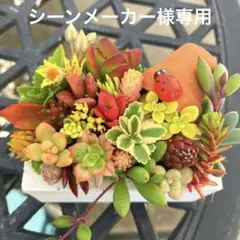 2026年最新】多肉植物寄せ植え そのまま飾れるの人気アイテム - メルカリ
