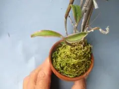 至宝の逸品】富貴蘭 必見!!（仮名）殿様蛙（小丸の雨蛙芸） - メルカリ
