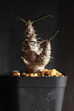 パキポディウム レウコキサンツム 鉢のまま発送 塊根植物 まとめ買い