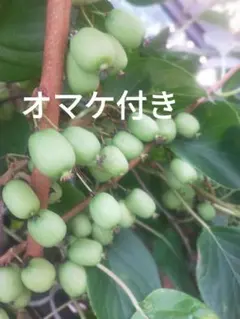 2025年最新】キウイ 花粉の人気アイテム - メルカリ